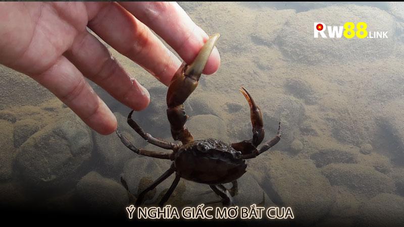 Ý nghĩa giấc mơ bắt cua